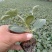 阜城县《润萍苗场》大量供应嫁接:西瓜苗，甜瓜苗等菜苗！