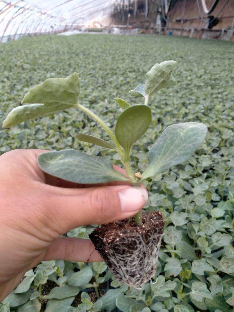阜城县《润萍苗场》大量供应嫁接:西瓜苗，甜瓜苗等菜苗！