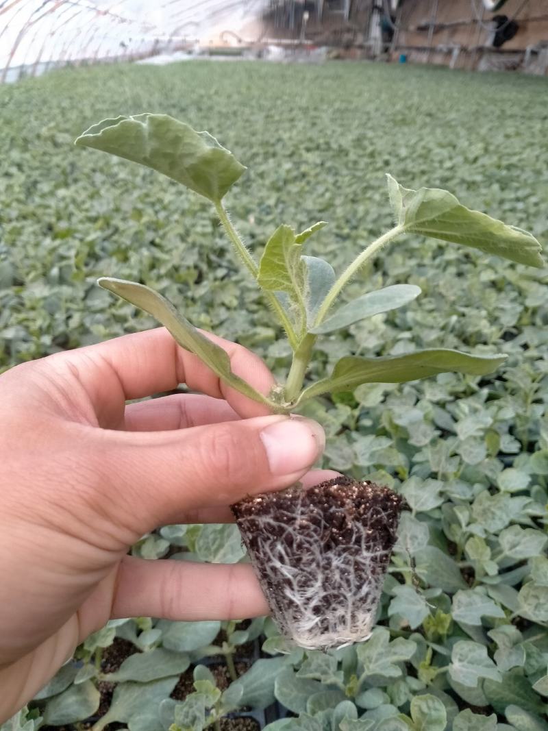 阜城县《润萍苗场》大量供应嫁接:西瓜苗，甜瓜苗等菜苗！