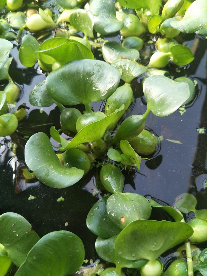 水葫芦水芙蓉水浮萍水白菜是水产养殖育等，根系发达可做种子