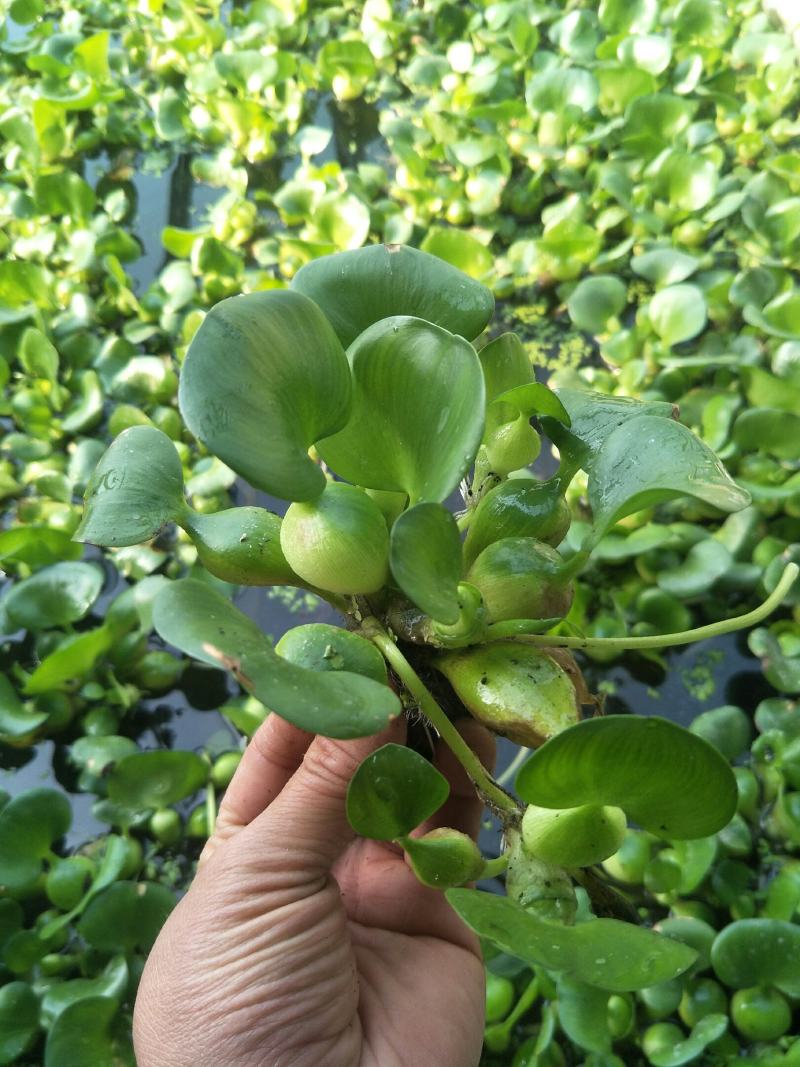 水葫芦水芙蓉水浮萍水白菜是水产养殖育等，根系发达可做种子