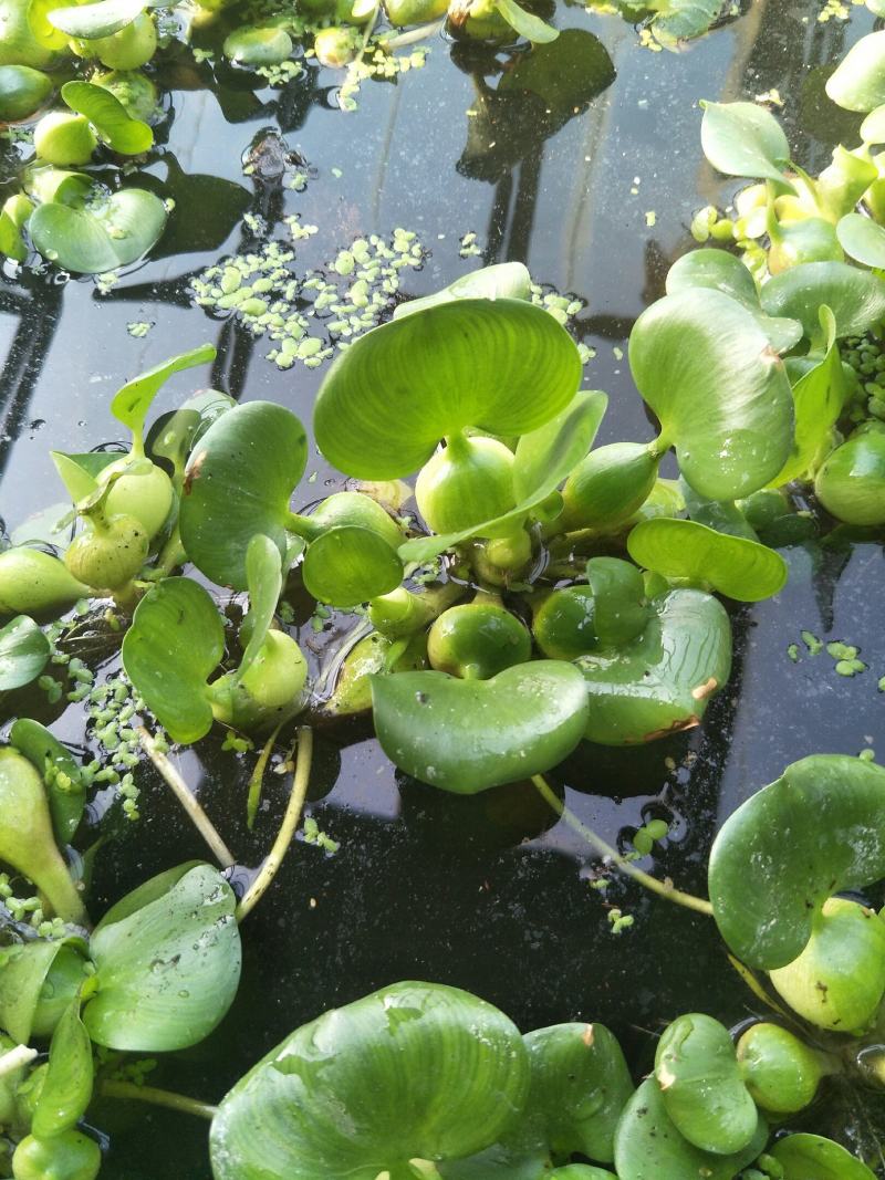 水葫芦水芙蓉水浮萍水白菜是水产养殖育等，根系发达可做种子