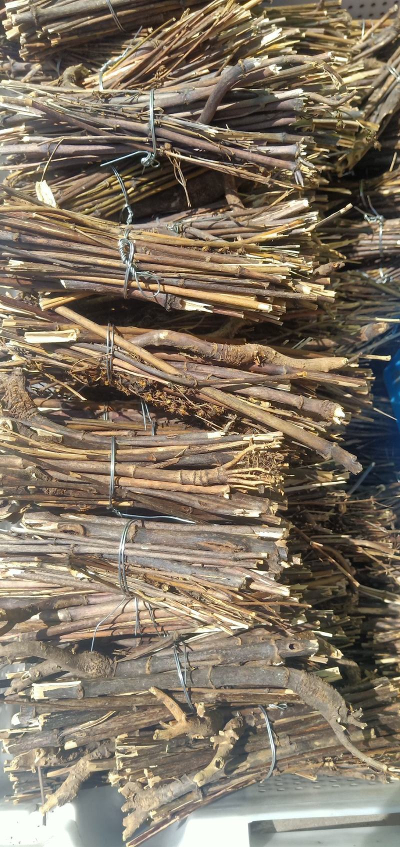 西藏阿里地区藏茵陈茵陈
