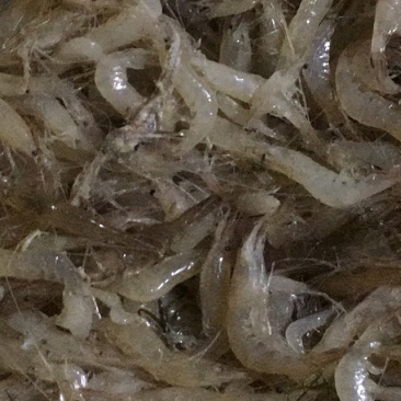 白米虾，等各种水产品。