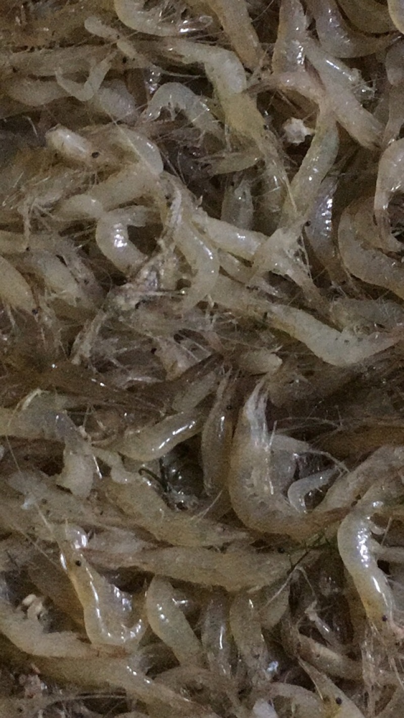 白米虾，等各种水产品。
