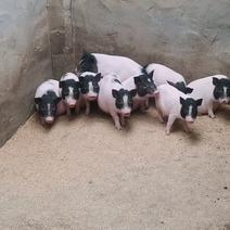 全国批发巴马香猪，一头可以发货，耐粗饲料，能长到200斤