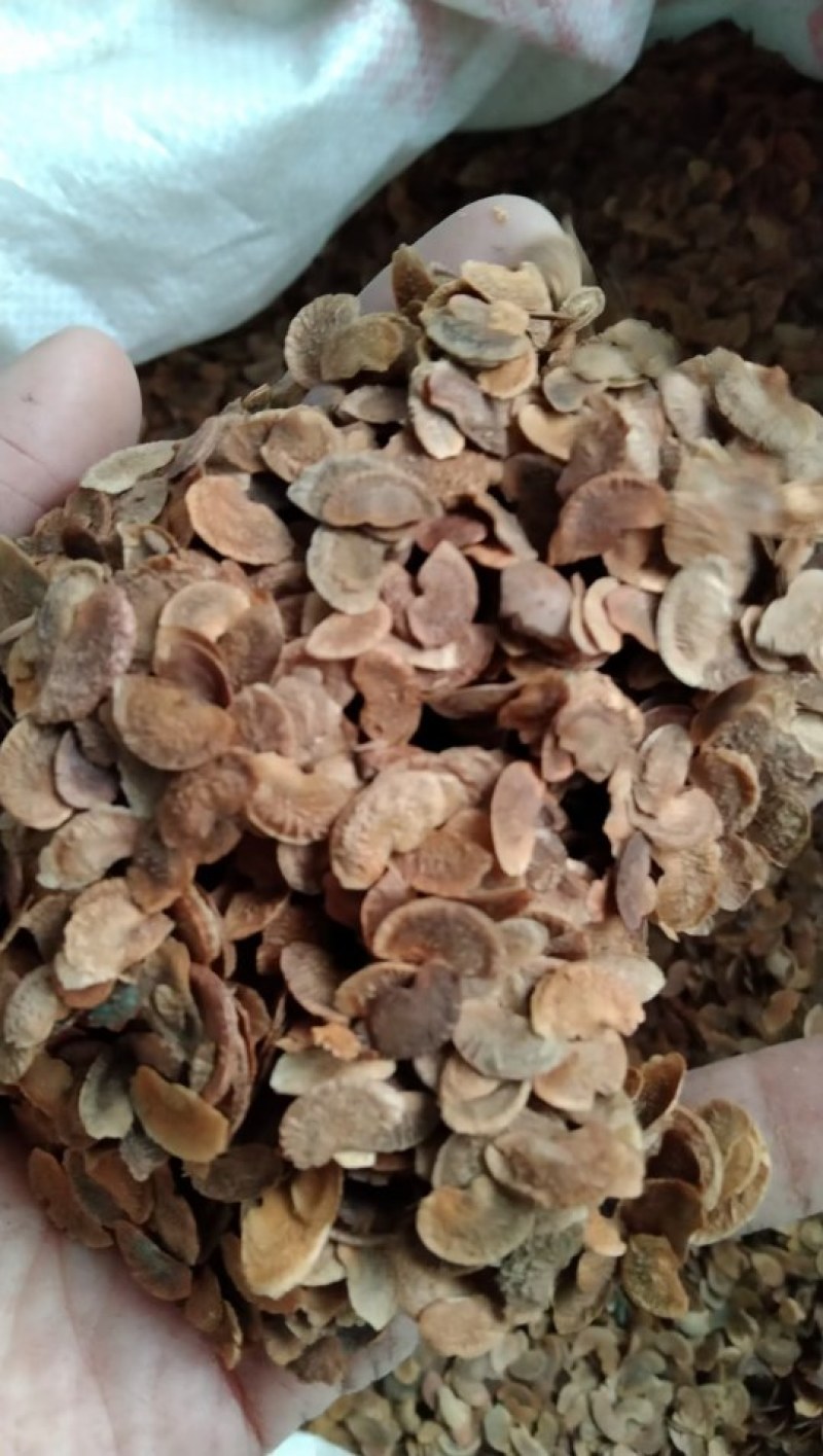 木荷种子江西木荷种子
