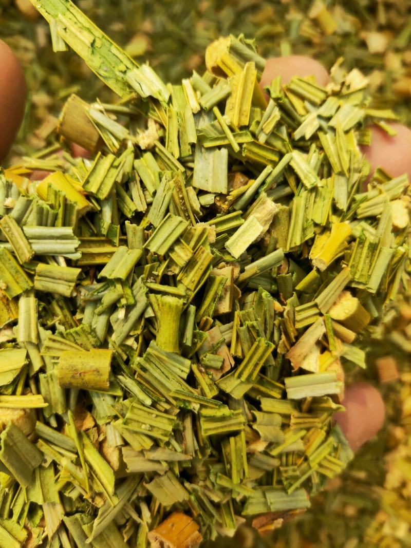 铁树叶中药冷背品种货好纯干要多优惠不满意可以退换货