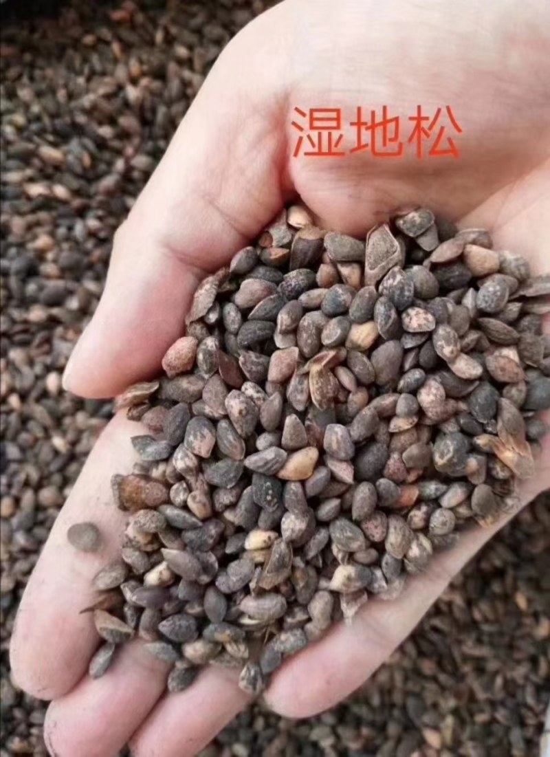 江西湿地松种子大量批发