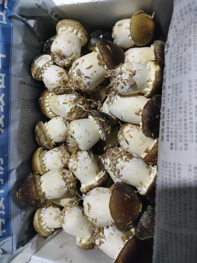 大球盖菇/赤松茸基地发货