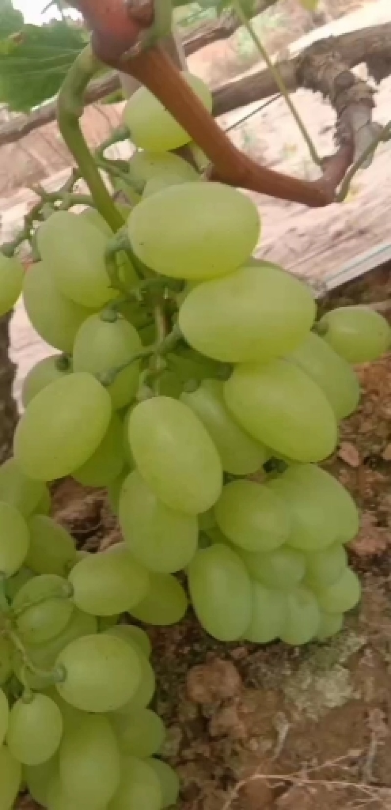 河北饶阳县维多利亚葡萄大量上市个大汁多口感特甜