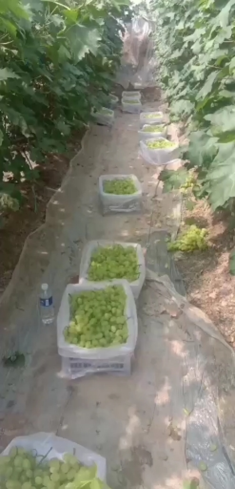 河北饶阳县维多利亚葡萄大量上市个大汁多口感特甜