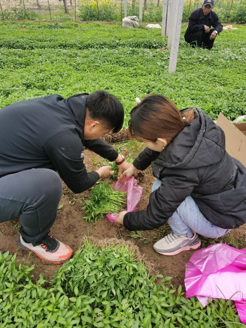 【晨宝种业】蒜乡红朝天椒辣椒苗签合同包回收免费技术指导