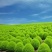 红地肤种子花海花坛花境户外庭院林木红地肤绿地肤花海地肤种