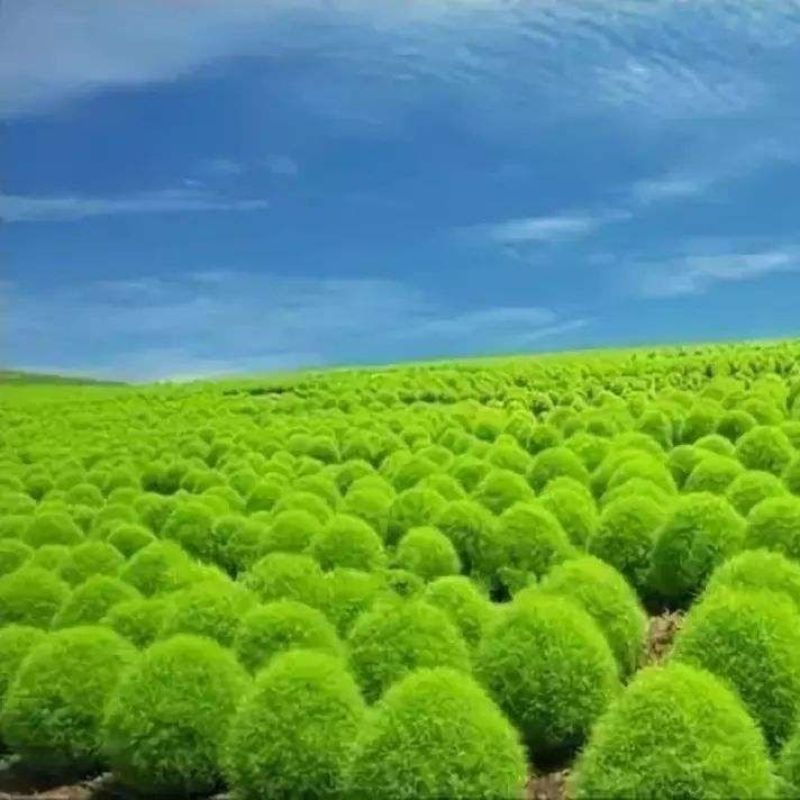 红地肤种子花海花坛花境户外庭院林木红地肤绿地肤花海地肤种