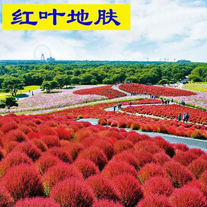 红地肤种子花海花坛花境户外庭院林木红地肤绿地肤花海地肤种