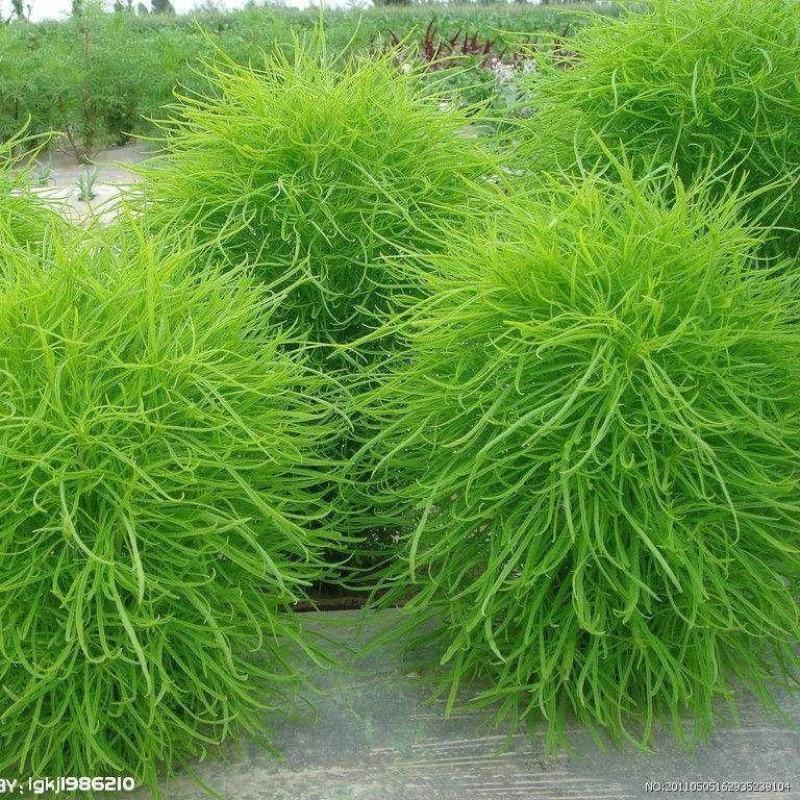 红地肤种子花海花坛花境户外庭院林木红地肤绿地肤花海地肤种