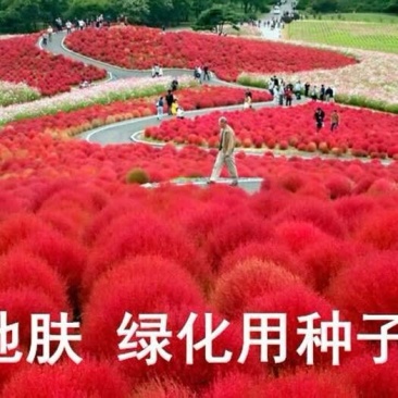 红地肤种子花海花坛花境户外庭院林木红地肤绿地肤花海地肤种