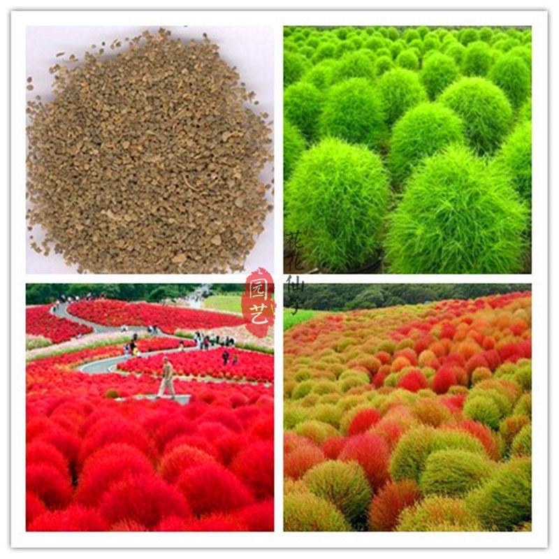 红地肤种子花海花坛花境户外庭院林木红地肤绿地肤花海地肤种