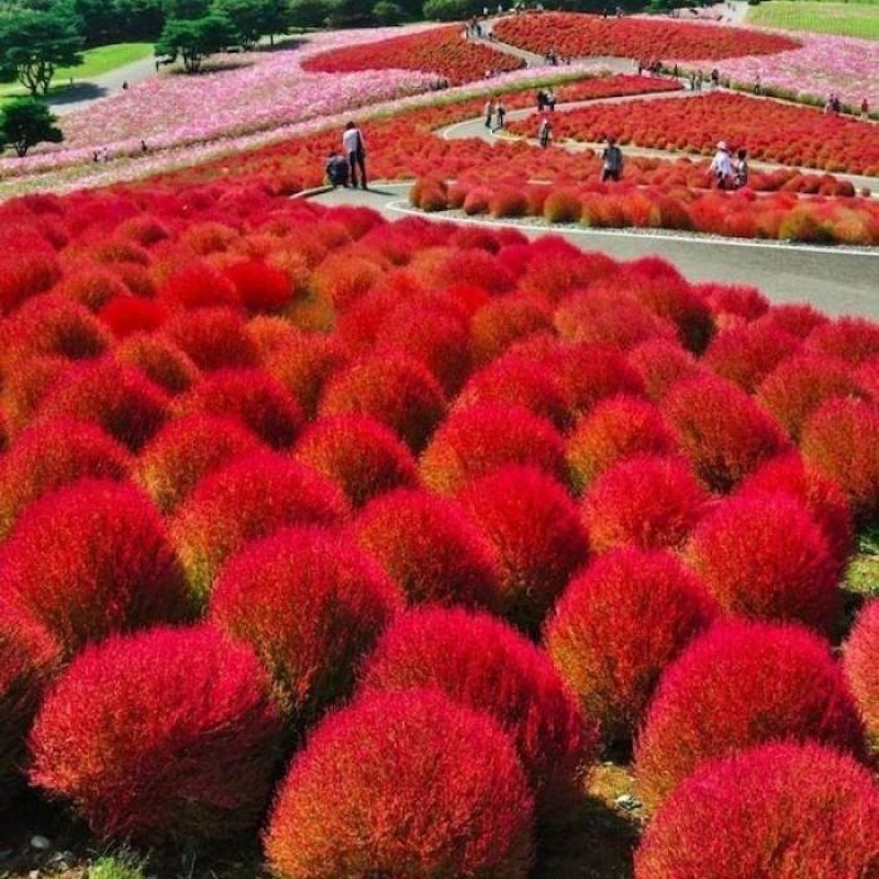 红地肤种子花海花坛花境户外庭院林木红地肤绿地肤花海地肤种