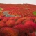 红地肤种子花海花坛花境户外庭院林木红地肤绿地肤花海地肤种