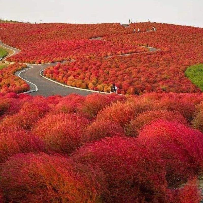 红地肤种子花海花坛花境户外庭院林木红地肤绿地肤花海地肤种