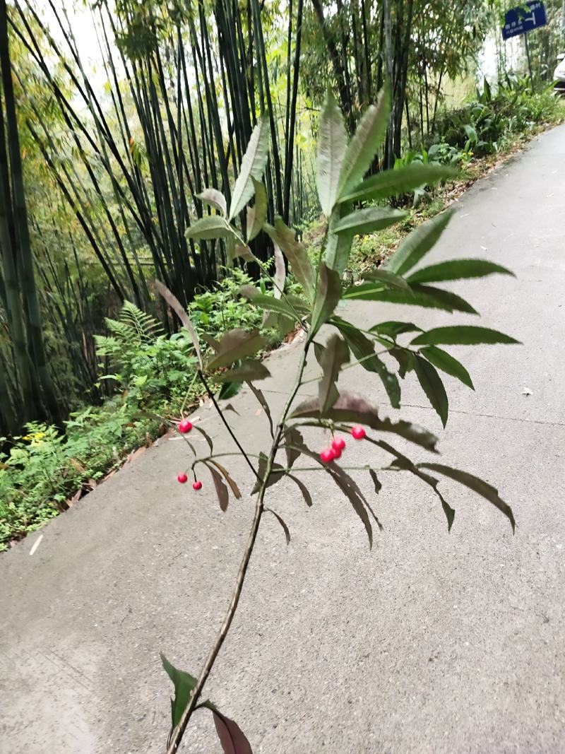 八角金龙，朱砂根，药用价值观赏价值比较高