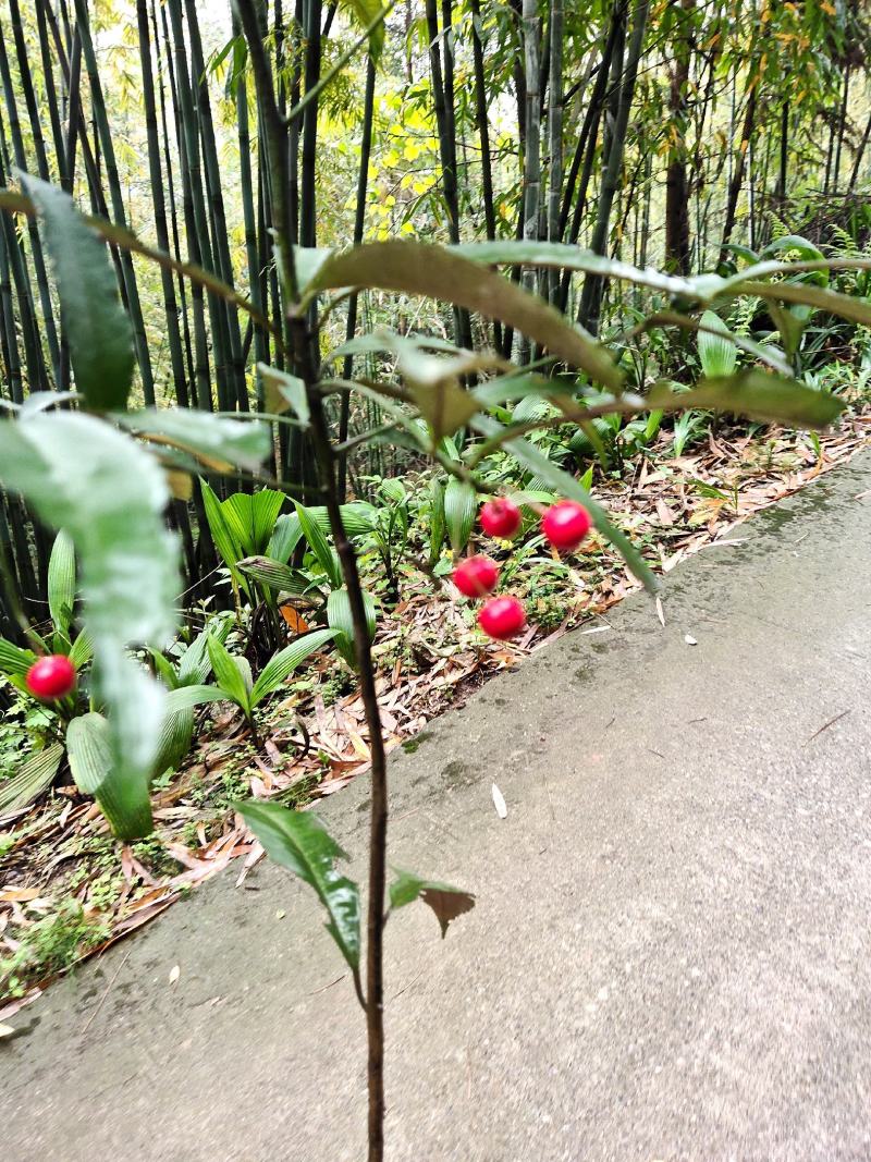 八角金龙，朱砂根，药用价值观赏价值比较高