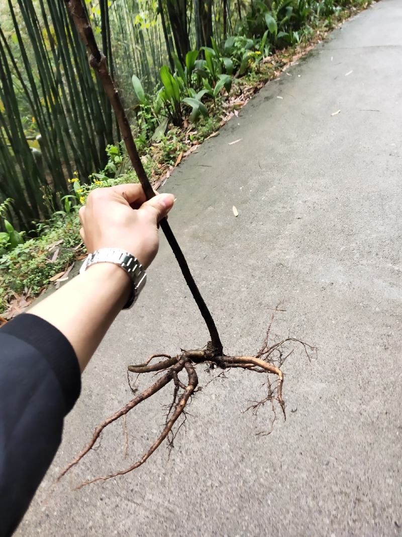 八角金龙，朱砂根，药用价值观赏价值比较高