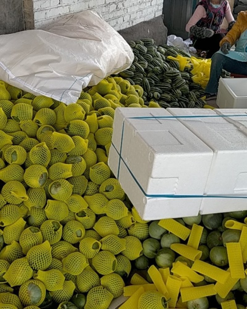 本地各种甜瓜大量上市中，口感甜个头大，