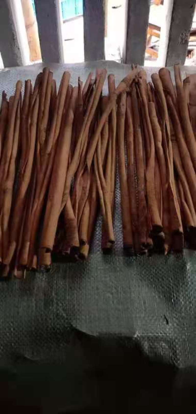 广西去皮长烟桂，可锯85cm5等长度