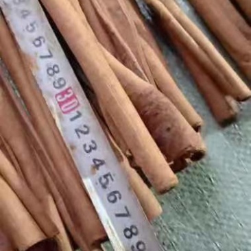 广西去皮长烟桂，可锯85cm5等长度