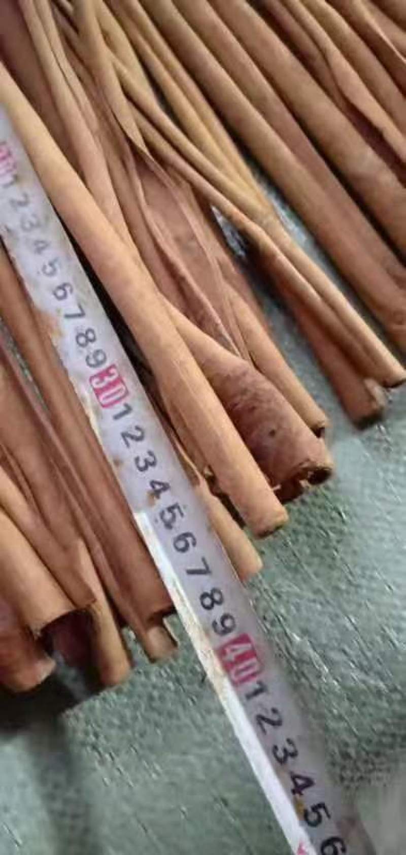 广西去皮长烟桂，可锯85cm5等长度