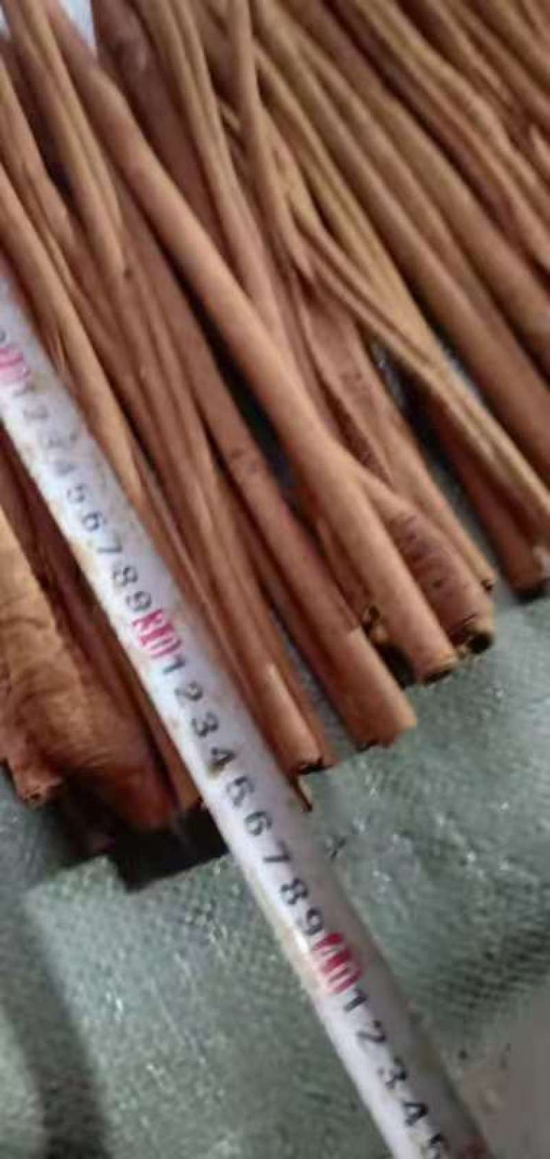 广西去皮长烟桂，可锯85cm5等长度