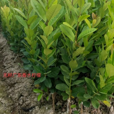 广东香水无籽柠檬台湾香水柠檬无籽青柠正宗嫁接苗