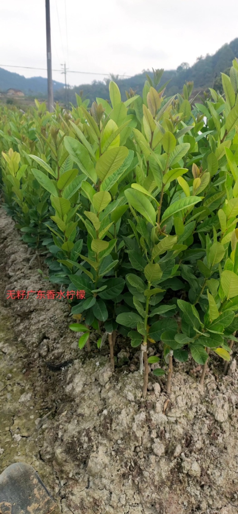 广东香水无籽柠檬台湾香水柠檬无籽青柠正宗嫁接苗