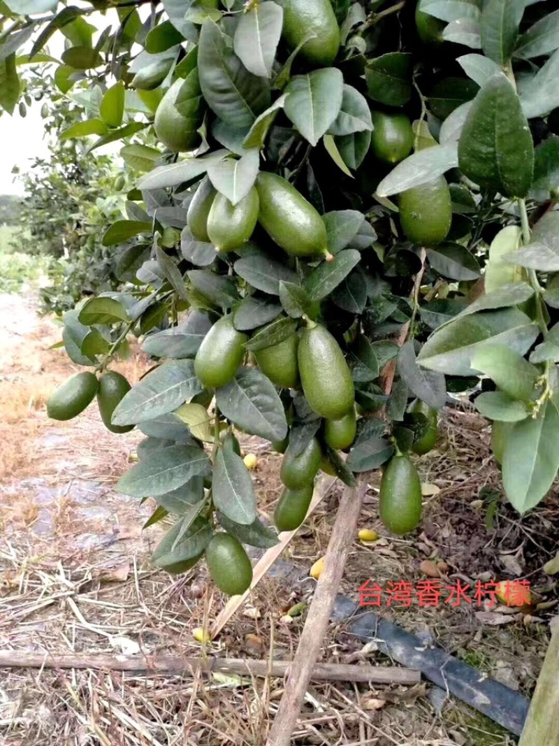 广东香水无籽柠檬台湾香水柠檬无籽青柠正宗嫁接苗
