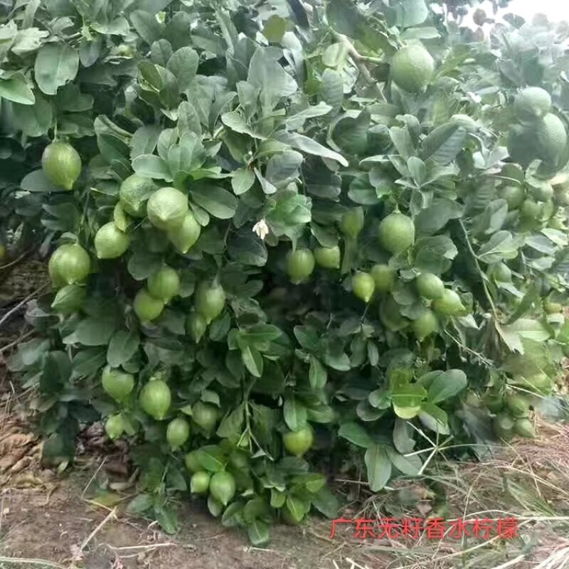 广东香水无籽柠檬台湾香水柠檬无籽青柠正宗嫁接苗