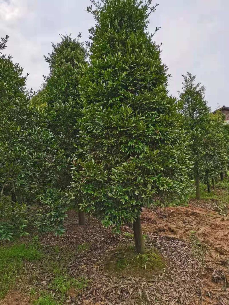 大量供应10-12公分竹柏，庭院风水树，修剪过的