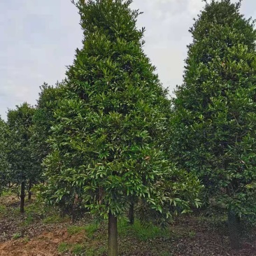 大量供应10-12公分竹柏，庭院风水树，修剪过的