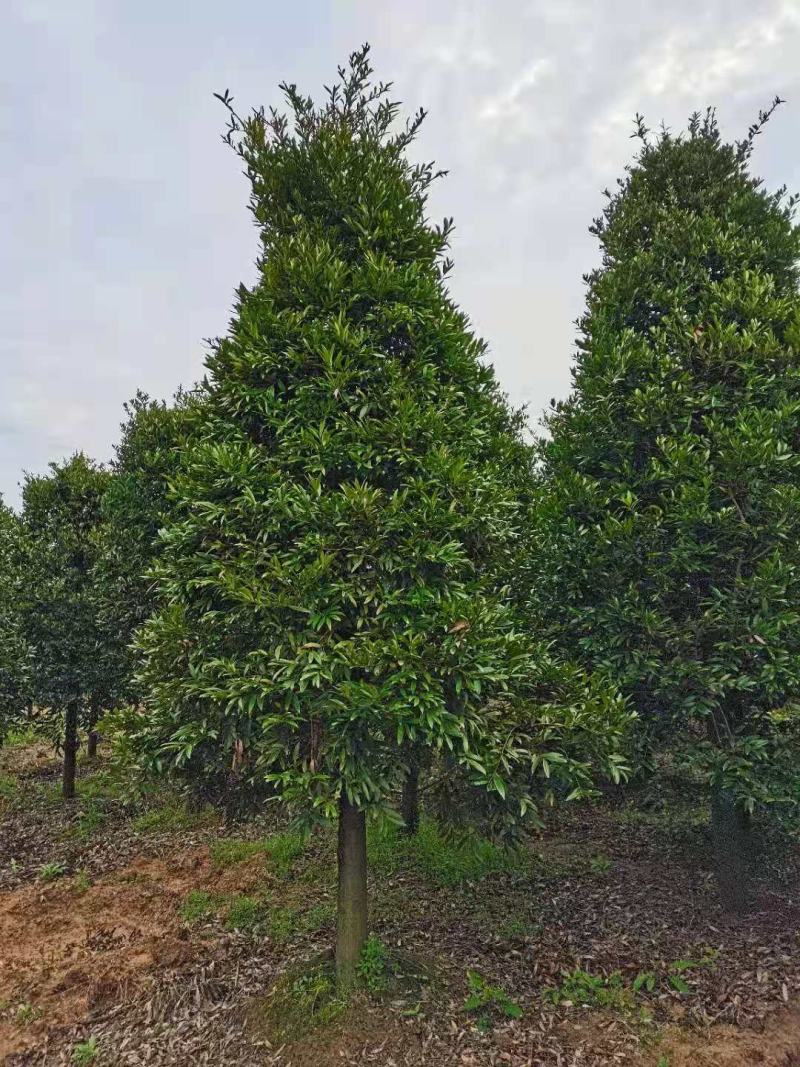 大量供应10-12公分竹柏，庭院风水树，修剪过的