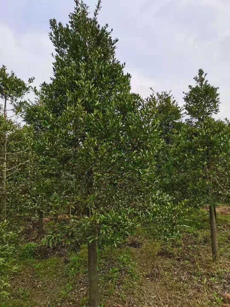 大量供应10-12公分竹柏，庭院风水树，修剪过的