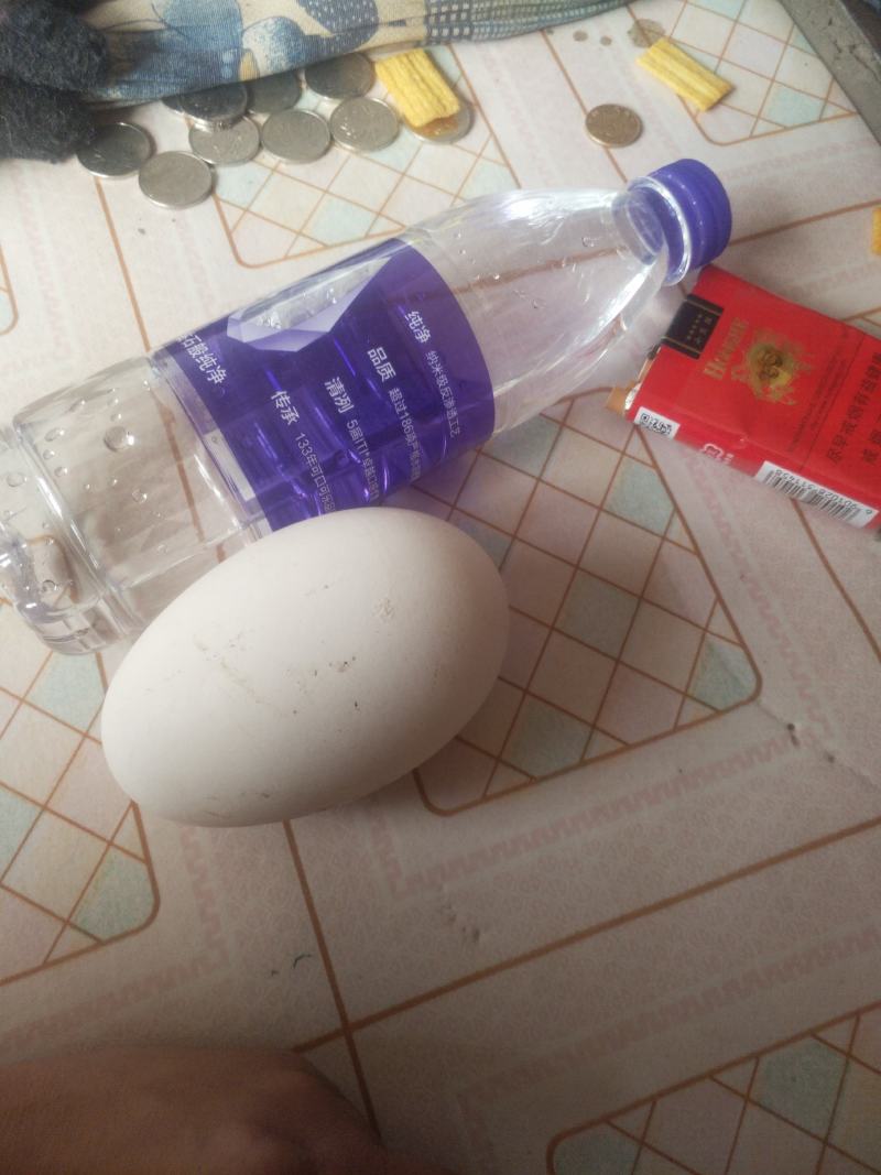 自家养的白鹅鹅蛋就是个大