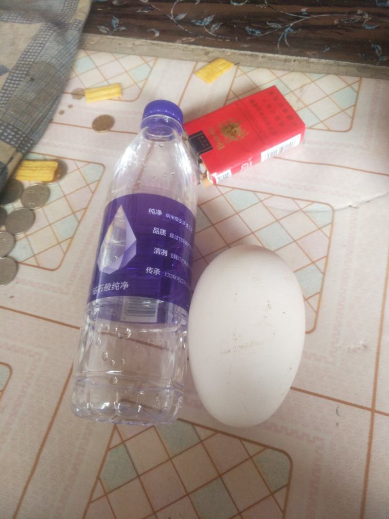 自家养的白鹅鹅蛋就是个大