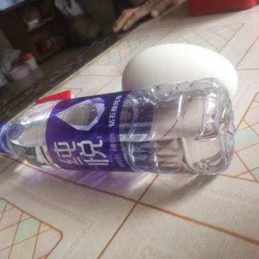 自家养的白鹅鹅蛋就是个大