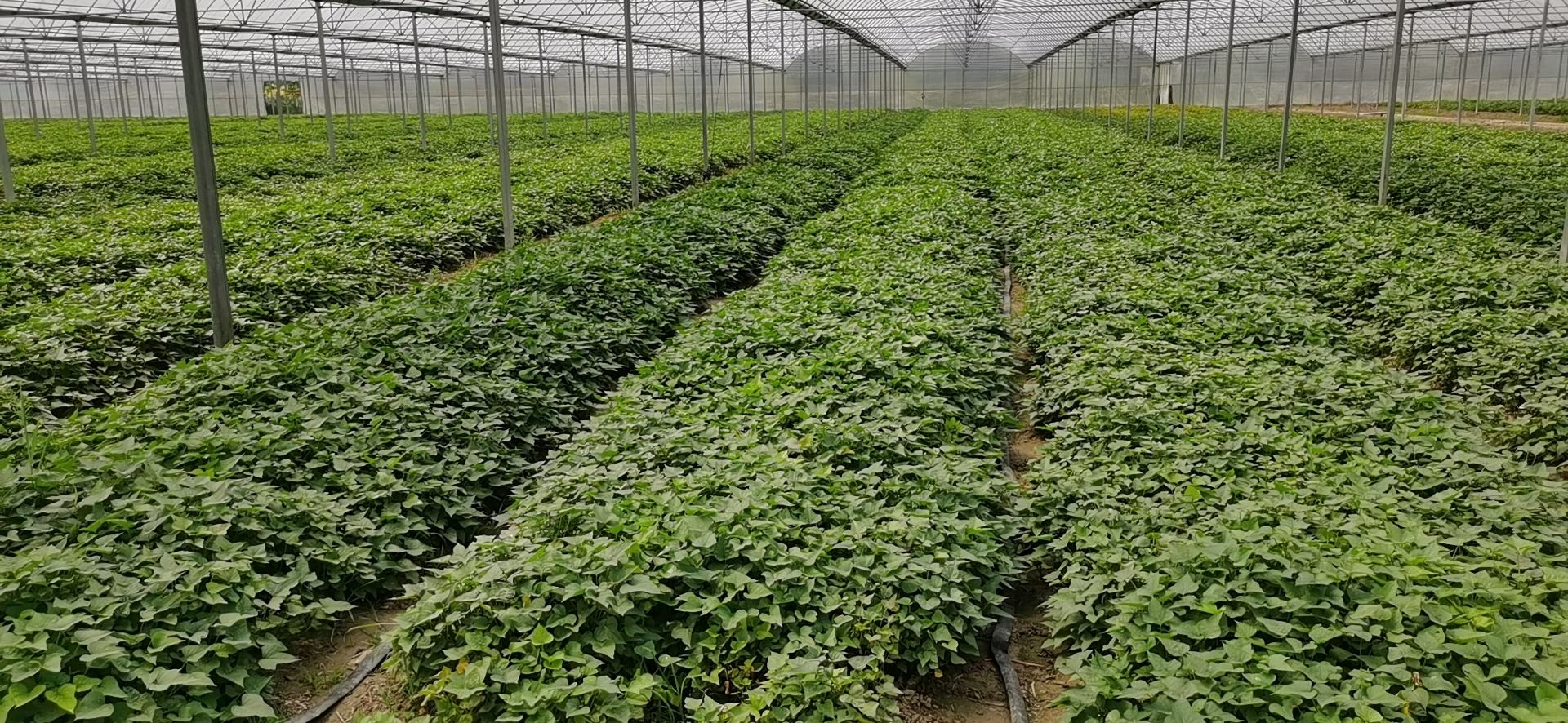 瑞红甜瓜种植基地航拍图