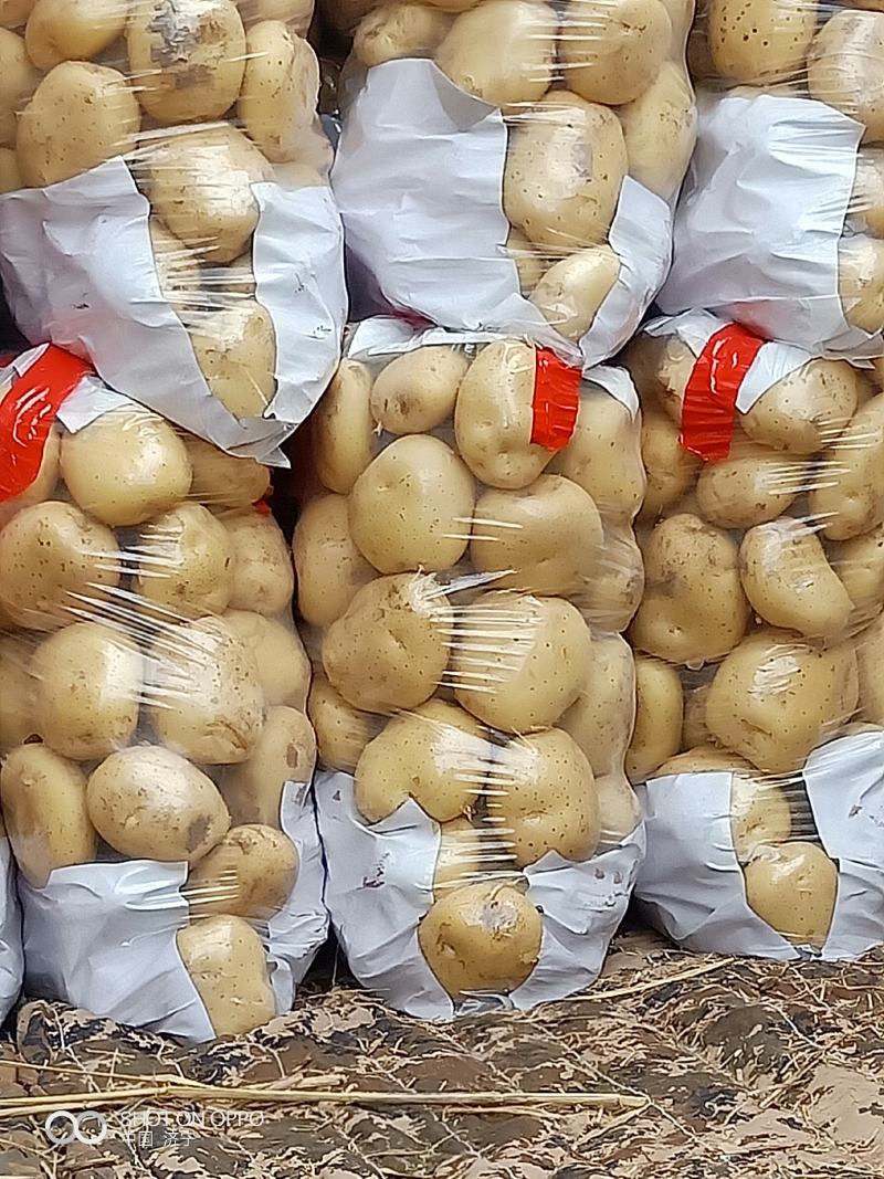 泗水中署五土豆大量上市。