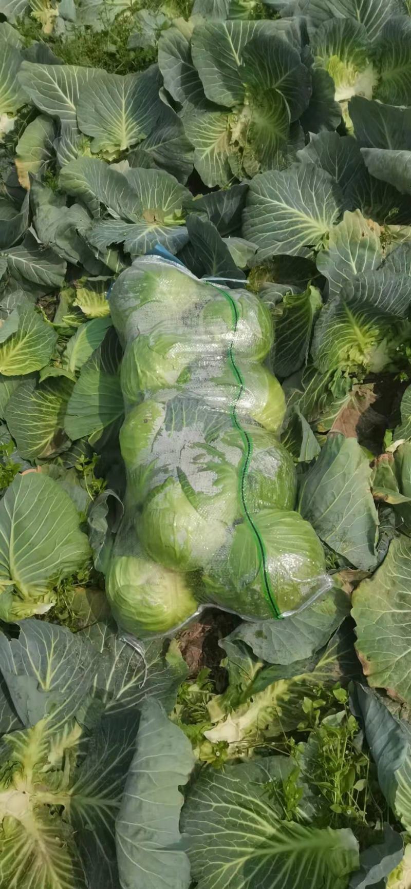 大量扁包，甘蓝上市中，产地直销，诚信经营，合作共赢。