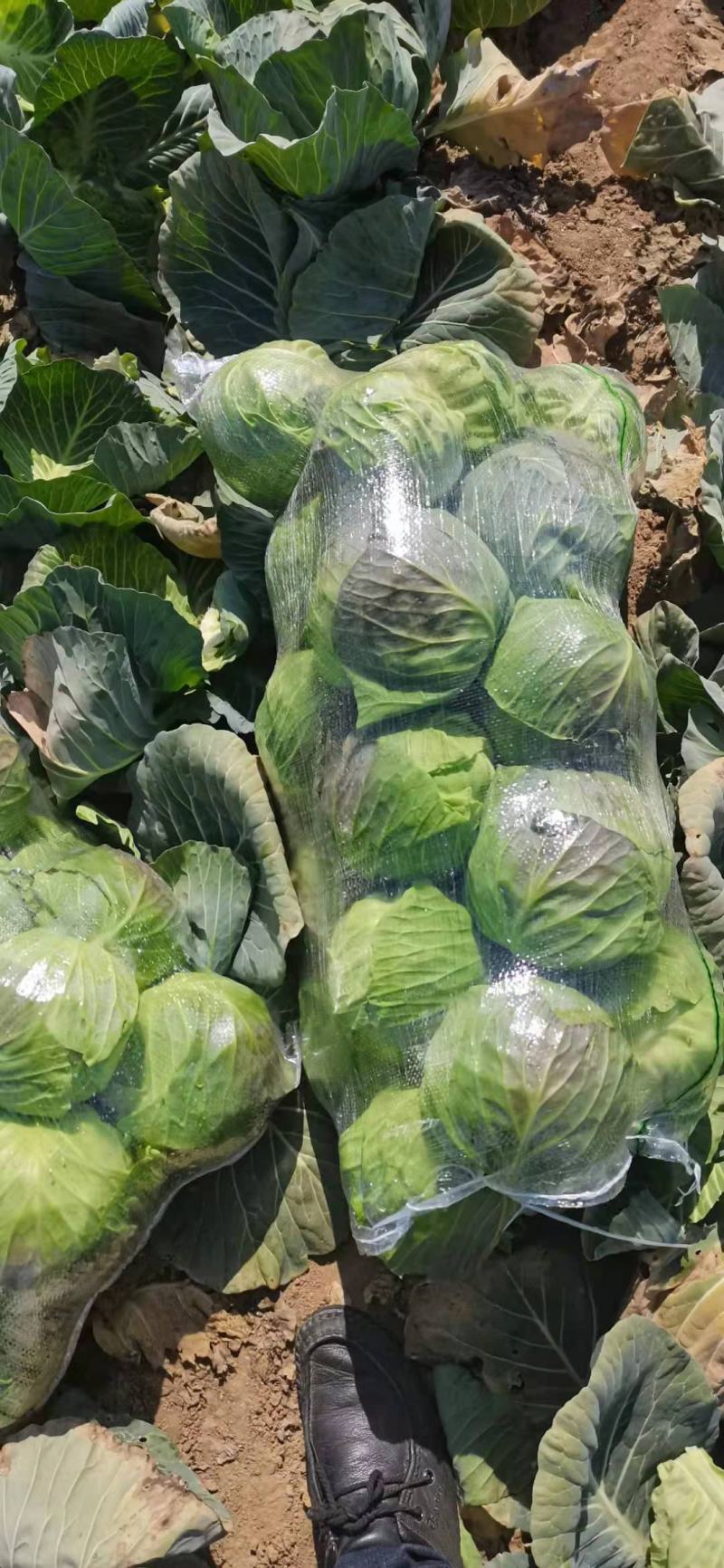 大量扁包，甘蓝上市中，产地直销，诚信经营，合作共赢。