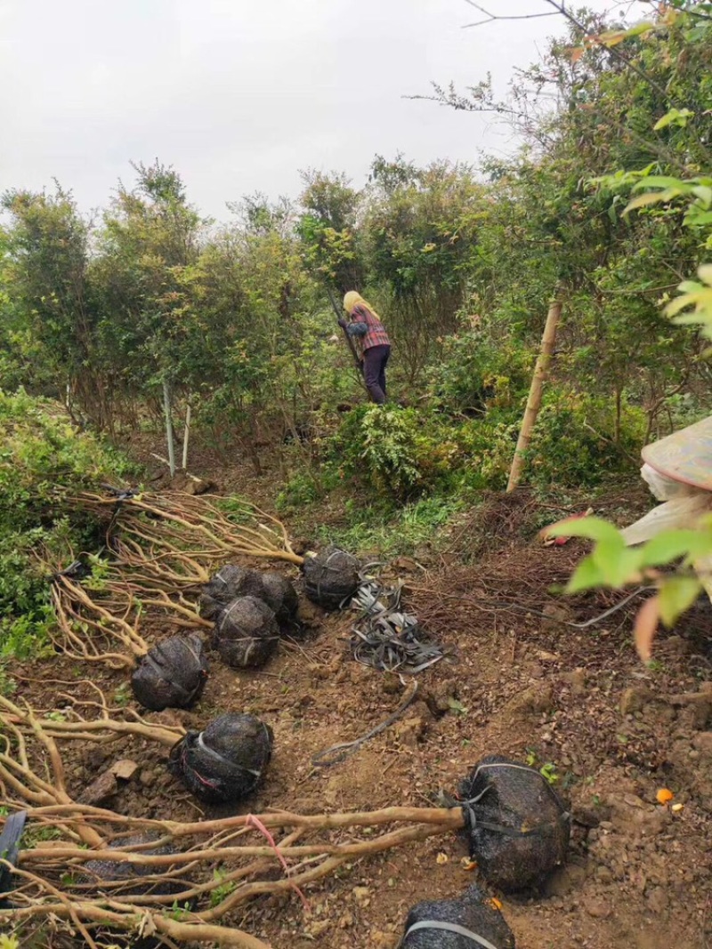 嘉宝果系列台湾树葡萄沙巴艾斯卡红妃嘉宝果种植苗